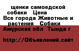 щенки самоедской собаки › Цена ­ 25 000 - Все города Животные и растения » Собаки   . Амурская обл.,Тында г.